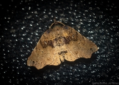 Aroana hemicyclophora