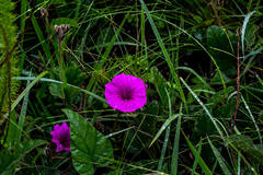 Ipomoea oblongata