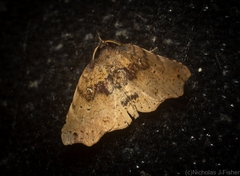 Aroana hemicyclophora