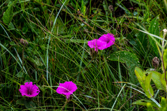 Ipomoea oblongata