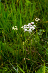 Lichtensteinia interrupta