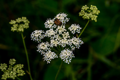 Lichtensteinia interrupta