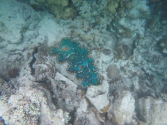 Tridacna derasa
