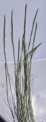 Festuca myuros