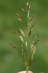 Trisetum flavescens