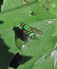 Chrysoexorista