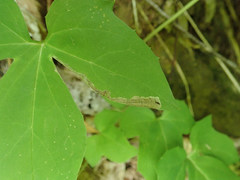 Liriomyza orilliensis