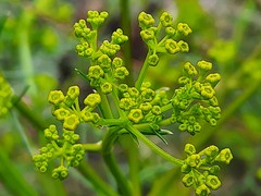 Bilacunaria microcarpos