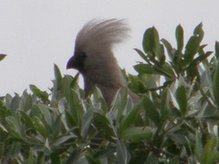 Corythaixoides concolor bechuanae