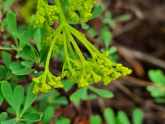 Bilacunaria microcarpos