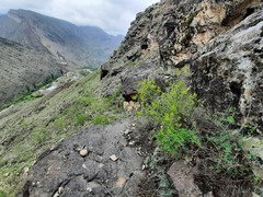 Bilacunaria microcarpos