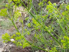 Bilacunaria microcarpos