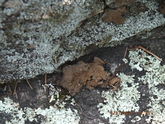 Lasallia pensylvanica