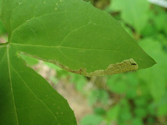 Liriomyza orilliensis
