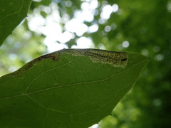 Liriomyza orilliensis