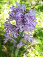 Neotinea tridentata tridentata