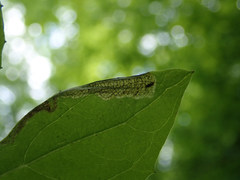 Liriomyza orilliensis