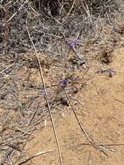 Eriastrum densifolium