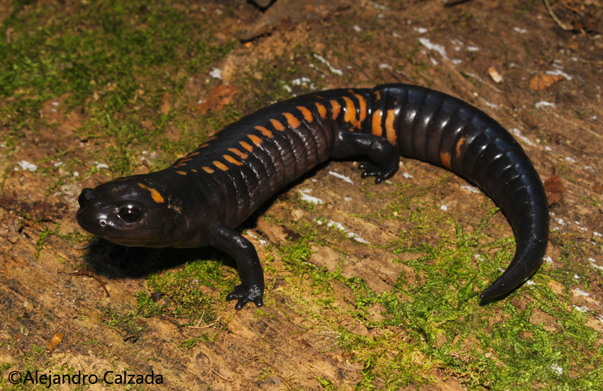 Southern Giant Salamander