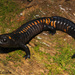 Southern Giant Salamander - Photo (c) Alejandro Calzada, some rights reserved (CC BY-NC), uploaded by Alejandro Calzada