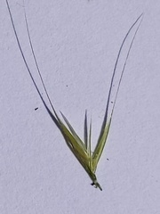 Festuca myuros