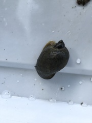 Ampullaceana balthica