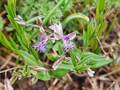 Polygala sosnowskyi