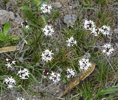 Borya constricta