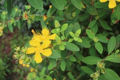 Hypericum monogynum