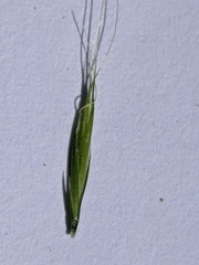 Festuca myuros