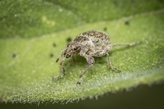 Attelabidae