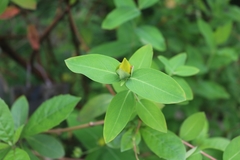 Hypericum monogynum