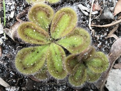 Drosera squamosa