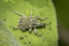 Attelabidae