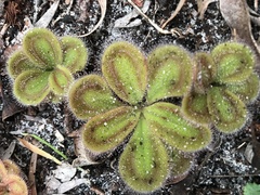 Drosera squamosa