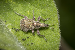 Attelabidae