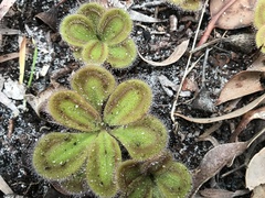 Drosera squamosa