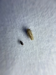 Amplicephalus nebulosus