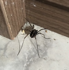 Zachaeus crista