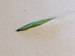 Festuca myuros