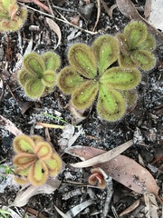 Drosera squamosa