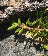 Coprosma niphophila