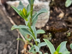 Linum mucronatum armenum