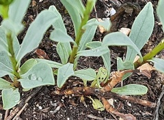 Linum mucronatum armenum