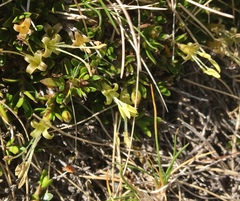 Coprosma niphophila