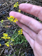 Draba hispida