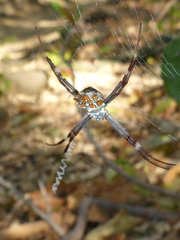 Argiope blanda