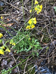 Draba hispida
