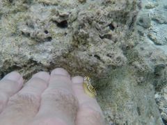 Doriprismatica sibogae