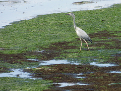 Ardea cinerea